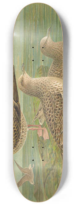 Johann Friedrich Naumann - Larus fuscus, Larus marinus, Larus glaucus Brnn. 8.25 inch art skate deck