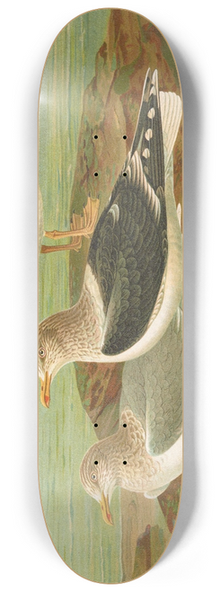 Johann Friedrich Naumann - Larus fuscus, Larus marinus, Larus glaucus Brunn. 8.25 inch art skate deck