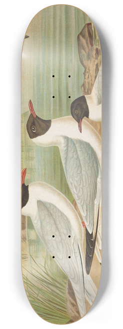 Johann Friedrich Naumann - Larus minutus Pall, Larus ridibundus, Larus melanocephalus Natt, Larus minutus Pall 8.25 inch art skate deck