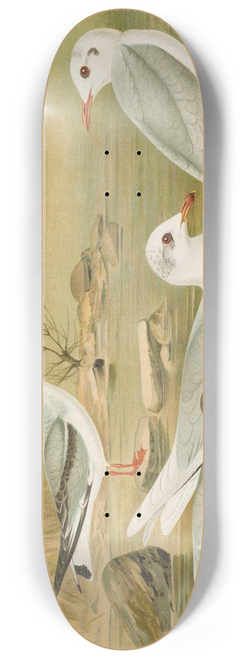 Johann Friedrich Naumann - Larus minutus Pall, Larus ridibundus, Larus melanocephalus Natt, Larus Philadelphia Ord 8.25 inch art skate deck