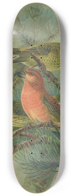 Johann Friedrich Naumann - Loxia pityopsittacus Bechst 8.25 inch art skate deck