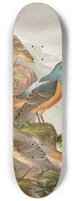 Johann Friedrich Naumann - Monticola saxatilis 8.25 inch art skate deck