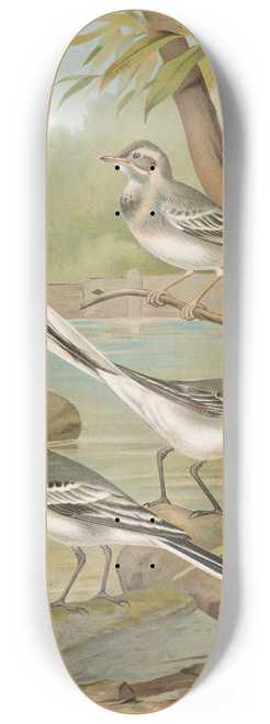Johann Friedrich Naumann - Motacilla alba 8.25 inch art skate deck