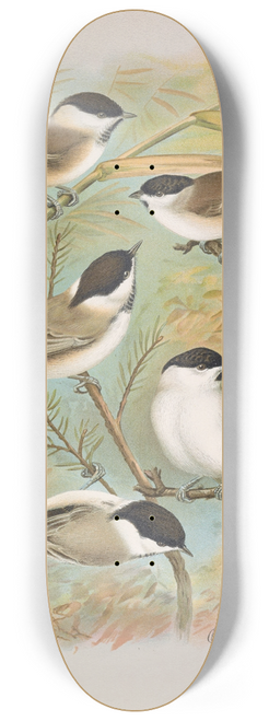 Johann Friedrich Naumann - Parus salicarius, montanus, borealis Liljeborg, Dresseri, meridionalis Liljeborg 8.25 inch art skate deck