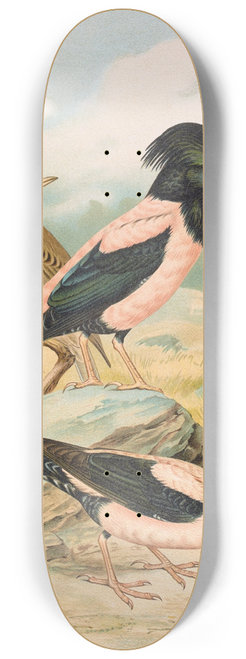 Johann Friedrich Naumann - Pastor roseus 8.25 inch art skate deck