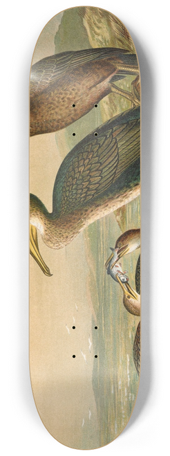 Johann Friedrich Naumann - Phalacrocorax carbo, Phalacrocorax graculus, Phalacrocorax pygmaeus 8.25 inch art skate deck