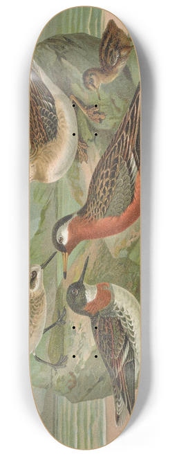 Johann Friedrich Naumann - Phalaropus fulicarius, Phalaropus lobatus 8.25 inch art skate deck