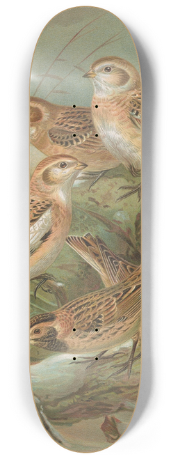 Johann Friedrich Naumann - Plectrophenax nivalis, Calcarius lapponicus 8.25 inch art skate deck