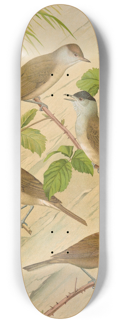 Johann Friedrich Naumann - Sylvia atricapilla 8.25 inch art skate deck