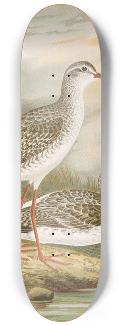 Johann Friedrich Naumann - Totanus fuscus, Totanus littoreus. 8.25 inch art skate deck