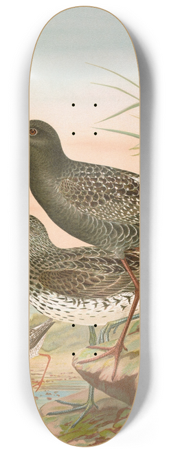 Johann Friedrich Naumann - Totanus fuscus, Totanus littoreus 8.25 inch art skate deck