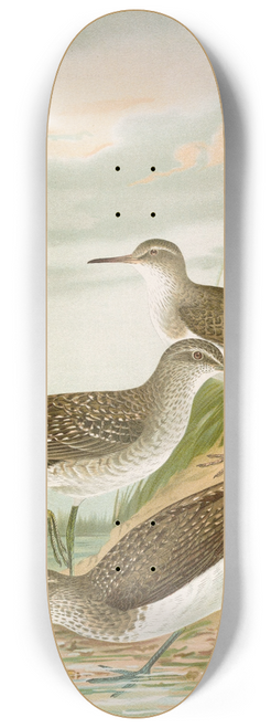 Johann Friedrich Naumann - Totanus ochropus, Totanus glareola, Tringoides hypoleucus. 8.25 inch art skate deck