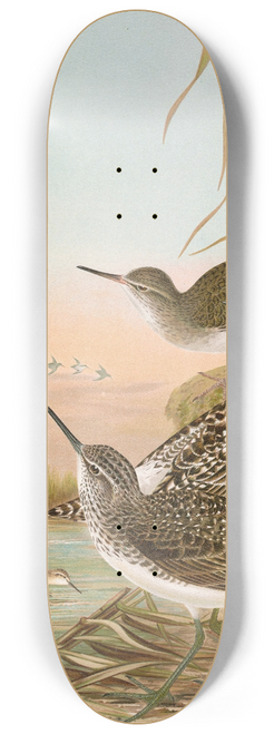 Johann Friedrich Naumann - Totanus ochropus, Totanus glareola, Tringoides hypoleucus 8.25 inch art skate deck