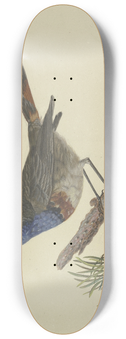 Ambrosius Gabler - Blaukehlchen, auf einem Kiefernzweig sitzend, nach links 8.25 inch art skate deck