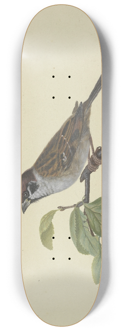 Ambrosius Gabler - Sperling, auf einem Pflaumenzweig sitzend, nach links 8.25 inch art skate deck