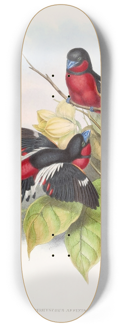 John Gould - Allied Eurylaime 8.25 inch art skate deck