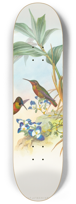 John Gould - Clytolaema aurescens (Banded Ruby or Goulds Ruby) 8.25 inch art skate deck