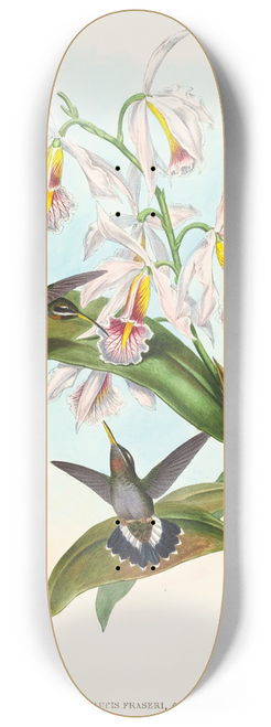John Gould - Glaucis fraseri (Frasers Barbed-throat) 8.25 inch art skate deck