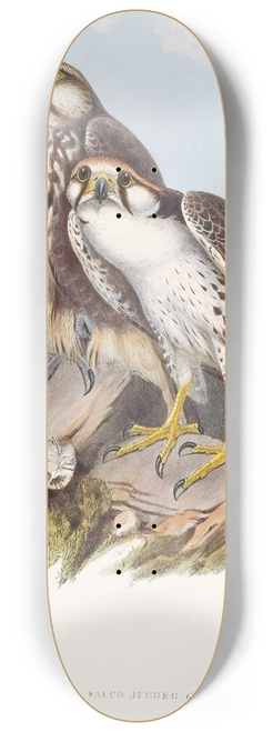 John Gould - Jugger Falcon 8.25 inch art skate deck