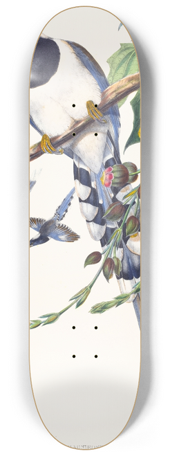 John Gould - Urocissa magnirostris 8.25 inch art skate deck