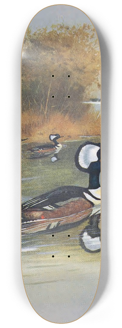 John Guille Millais - Hooded Merganser 8.25 inch art skate deck