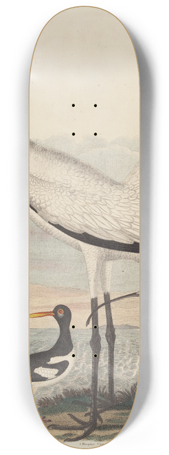 John G. Warnicke - Louisiana Heron, Pied Oyster-catcher, Hooping Crane, and Long-billed Curlew 8.25 inch art skate deck