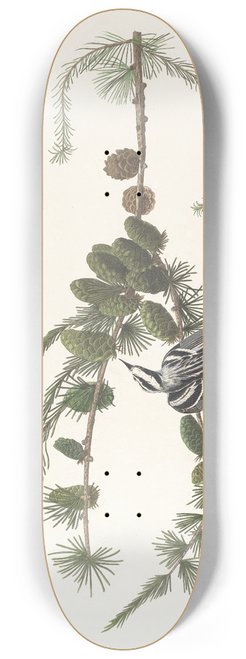 John James Audubon - Black and white creeper 8.25 inch art skate deck