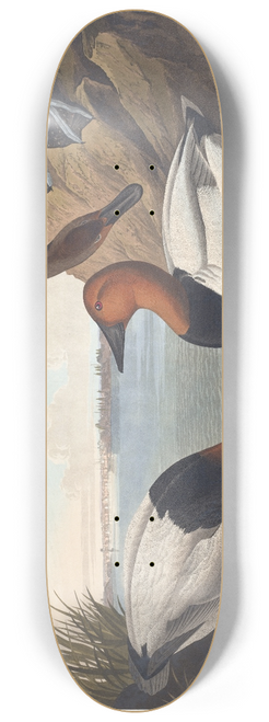 John James Audubon - Canvas backed duck 8.25 inch art skate deck