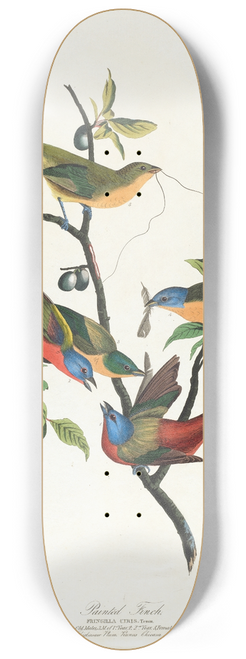 John James Audubon - Painted finch 8.25 inch art skate deck