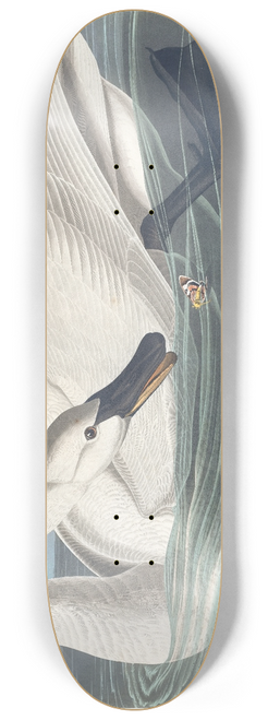 John James Audubon - Trumpeter swan 8.25 inch art skate deck