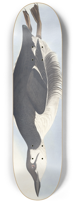 John James Audubon - Uria brunnichii 8.25 inch art skate deck