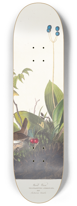 John James Audubon - Wood wren 8.25 inch art skate deck
