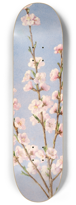 John William Hill - Peach Blossoms 8.25 inch art skate deck