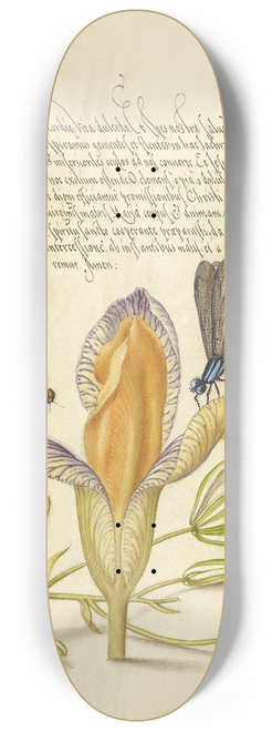 Joris Hoefnagel - Damselflies, Spanish Iris, and Star-of-Bethlehem 8.25 inch art skate deck