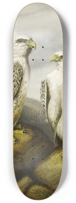 Joseph Wolf - Gyr Falcons On A Rocky Ledge 8.25 inch art skate deck
