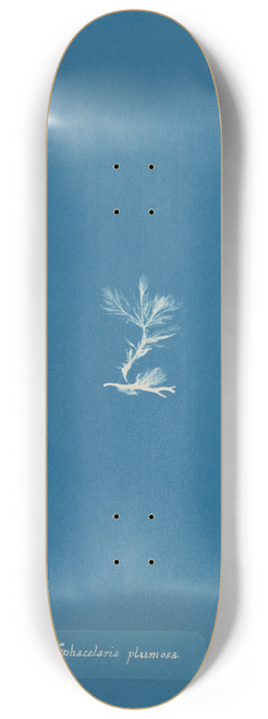 Anna Atkins - Sphacelaria plumosa 8.25 inch art skate deck