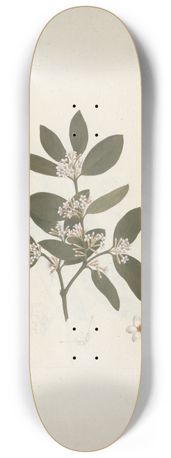 Luigi Balugani - Acokanthera schimperi (DC) Schweinfurth 8.25 inch art skate deck