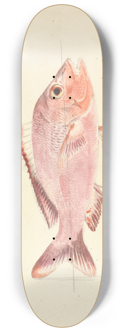 Luigi Balugani - A Fish from the Red Sea 8.25 inch art skate deck