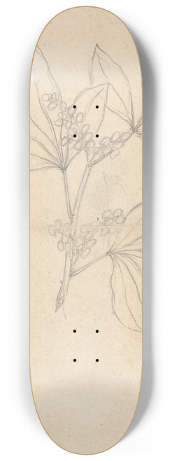 Luigi Balugani - Beidelsar (Asclepias procera) 8.25 inch art skate deck