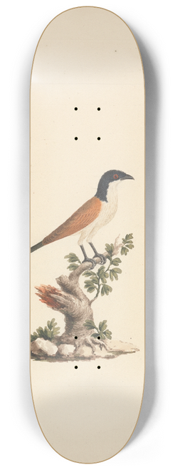 Luigi Balugani - Centropus monachus (Blue-Headed Coucal) 8.25 inch art skate deck