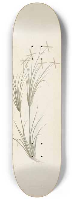 Luigi Balugani - Chloris (Rhodes Grass) 8.25 inch art skate deck
