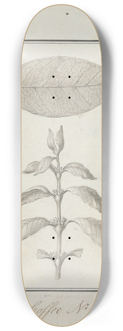 Luigi Balugani - Coffea arabica L. (Arabica Coffee) 8.25 inch art skate deck