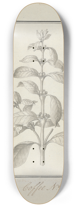 Luigi Balugani - Coffea arabica L. (Arabica Coffee); finished drawing of leafy shoot and berries 8.25 inch art skate deck