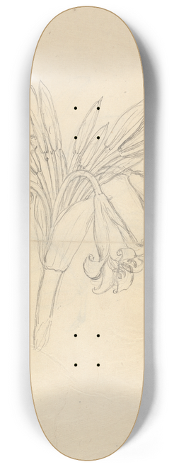 Luigi Balugani - Crinum Schimperi 8.25 inch art skate deck