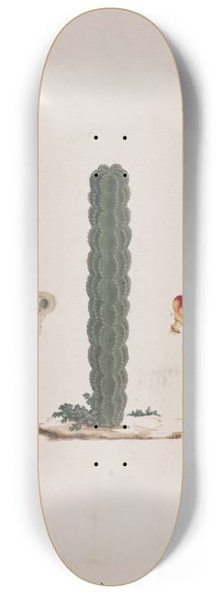 Luigi Balugani - Euphorbia abyssinica J.F. Gmel. (Ethiopian Tree-Spurge) 2 8.25 inch art skate deck