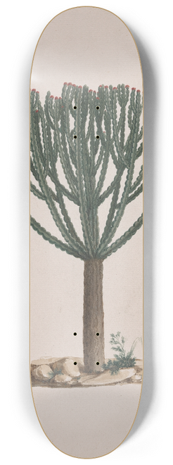 Luigi Balugani - Euphorbia abyssinica J.F. Gmel. (Ethiopian Tree-Spurge) 8.25 inch art skate deck