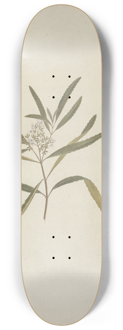 Luigi Balugani - Nuxia oppositifolia (Hochst.) Benth 8.25 inch art skate deck