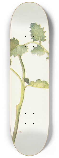 Margaret Armstrong - Phacelia grandiflora 8.25 inch art skate deck