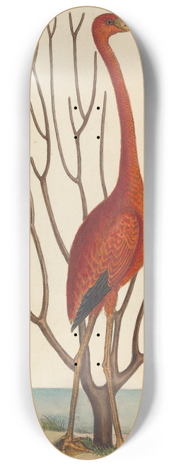Mark Catesby - The Flamingo (Phoenicopterus ruber) 8.25 inch art skate deck