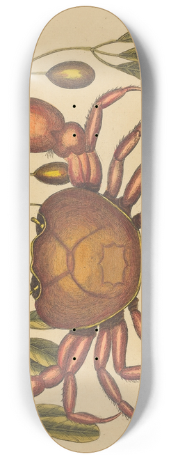 Mark Catesby - The Land-crab (Cancer ruricola) 8.25 inch art skate deck
